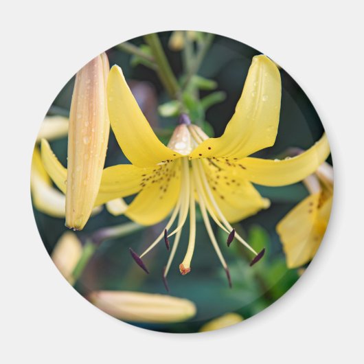 Round Magnet (Vorne)