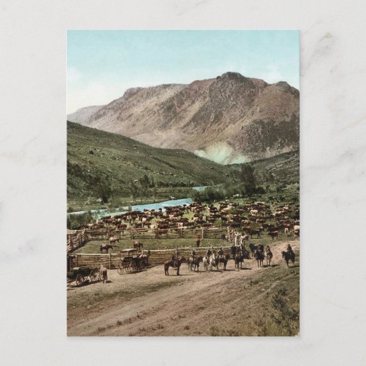 Round Up (Colorado, 1898) Postkarte (Vorderseite)