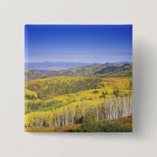 Routinewald in Herbstfarbe, nahe Button (Vorderseite)