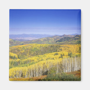 Routinewald in Herbstfarbe, nahe Magnet