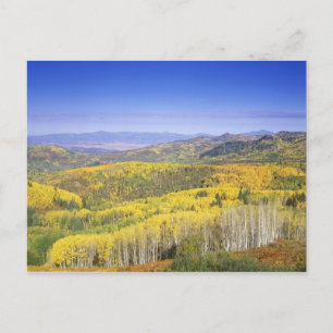 Routt National Forest im Herbst, in der Nähe Postkarte