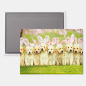 Row of Puppy Bunnies Magnet (Vorderseite/Rückseite)