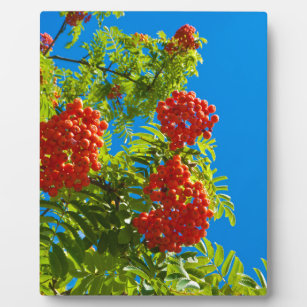 Rowan-Baum mit roten Beeren Fotoplatte