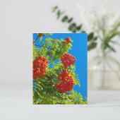 Rowan-Baum mit roten Beeren Postkarte (Stehend Vorderseite)