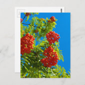 Rowan-Baum mit roten Beeren Postkarte (Vorne/Hinten)