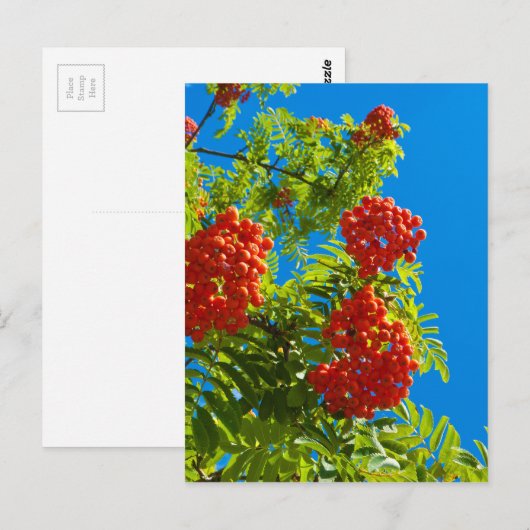 Rowan-Baum mit roten Beeren Postkarte (Vorne/Hinten)