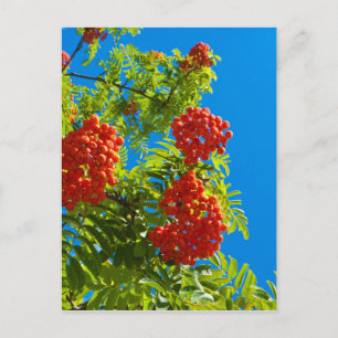 Rowan-Baum mit roten Beeren Postkarte
