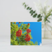 Rowan-Baum mit roten Beeren Postkarte (Stehend Vorderseite)