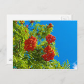 Rowan-Baum mit roten Beeren Postkarte (Vorne/Hinten)