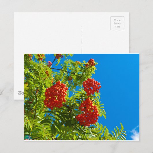 Rowan-Baum mit roten Beeren Postkarte (Vorne/Hinten)