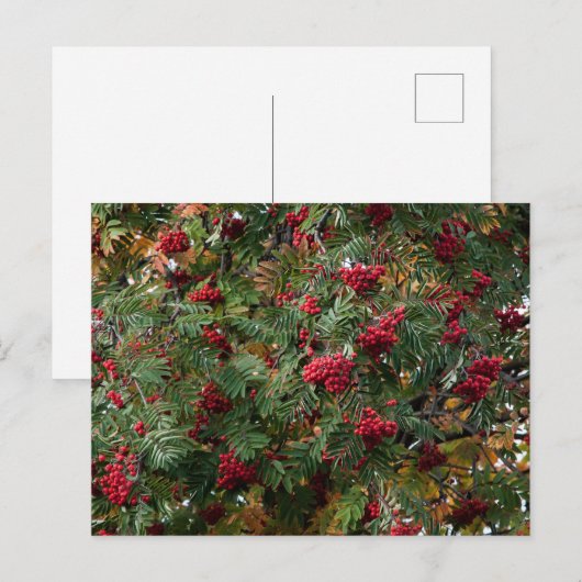 Rowan Beeren Postkarte (Vorne/Hinten)