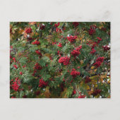 Rowan Beeren Postkarte (Vorderseite)
