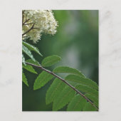 Rowan Blossom Postcard Postkarte (Vorderseite)