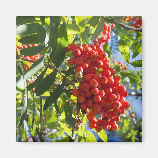 Rowan Magnet (Vorne)