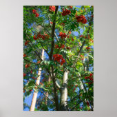 Rowan Poster (Vorne)