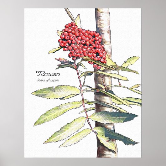 Rowan-Studie Poster (Vorne)