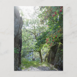 Rowan Tree Tilberthwaite Quarry Card Postkarte