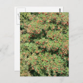 Rowan Tree with Berries Postkarte (Vorne/Hinten)