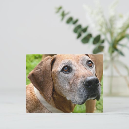 Rowdy Postkarte (Stehend Vorderseite)