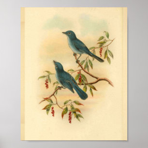 Rowleys blauer Flycatcher-Vogel-Vintager Druck Poster