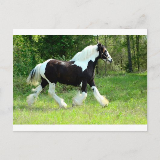 Roxie Postkarte (Vorderseite)