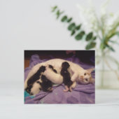 Roxy mit Kätzchen Postkarte (Stehend Vorderseite)