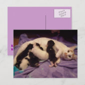 Roxy mit Kätzchen Postkarte (Vorne/Hinten)