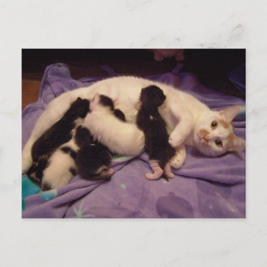 Roxy mit Kätzchen Postkarte (Vorderseite)