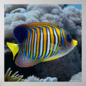 Royal Angel Fish Poster (Vorne)