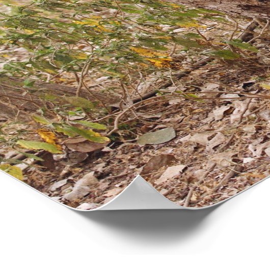 Royal Bengal Tiger climbing up the tree, Poster (Ecke)