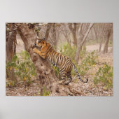 Royal Bengal Tiger climbing up the tree, Poster (Vorne)