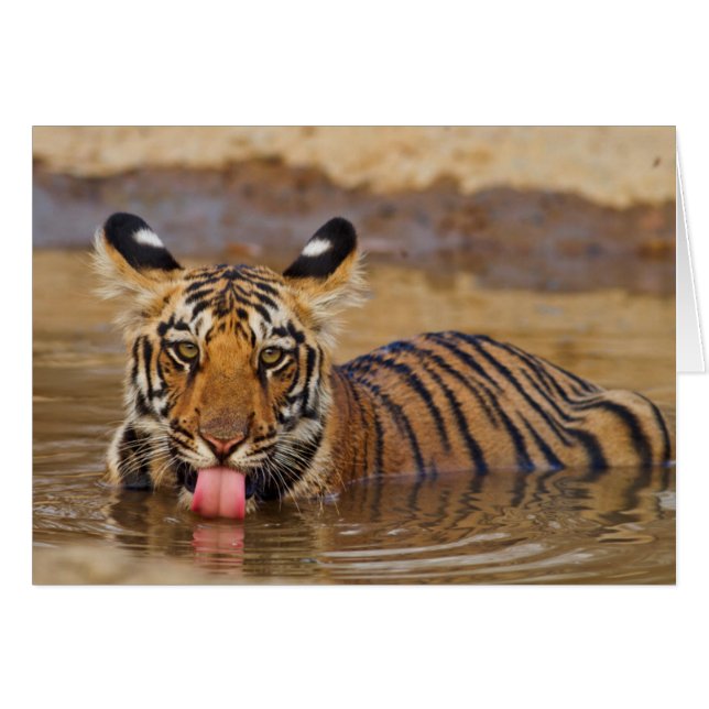 Royal Bengal Tiger cub, Drinking Water (Vorderseite (Horizontal))