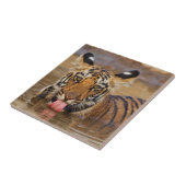 Royal Bengal Tiger cub, Drinking Water Fliese (Seite)