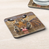 Royal Bengal Tiger cub, Drinking Water Getränkeuntersetzer (Linke Seite)