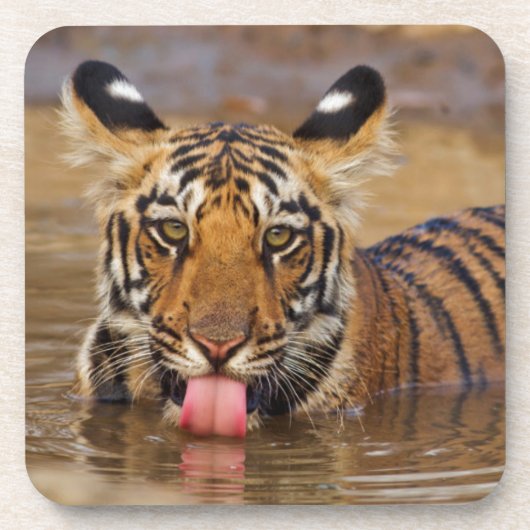 Royal Bengal Tiger cub, Drinking Water Getränkeuntersetzer (Vorderseite)