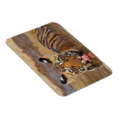Royal Bengal Tiger cub, Drinking Water Magnet (Rechte Seite)