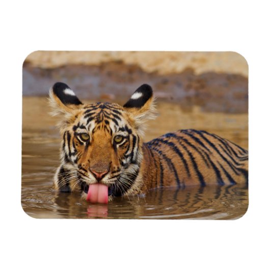 Royal Bengal Tiger cub, Drinking Water Magnet (Horizontal)
