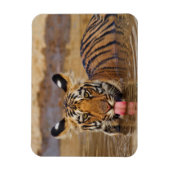 Royal Bengal Tiger cub, Drinking Water Magnet (Vertikal)