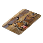 Royal Bengal Tiger cub, Drinking Water Magnet (Linke Seite)