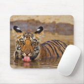 Royal Bengal Tiger cub, Drinking Water Mousepad (Mit Mouse)
