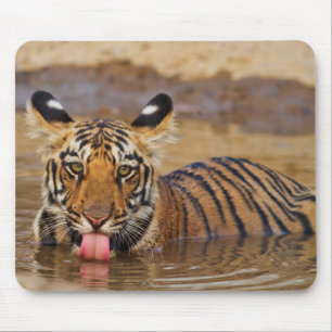 Royal Bengal Tiger cub, Drinking Water Mousepad