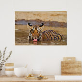 Royal Bengal Tiger cub, Drinking Water Poster (Küche)