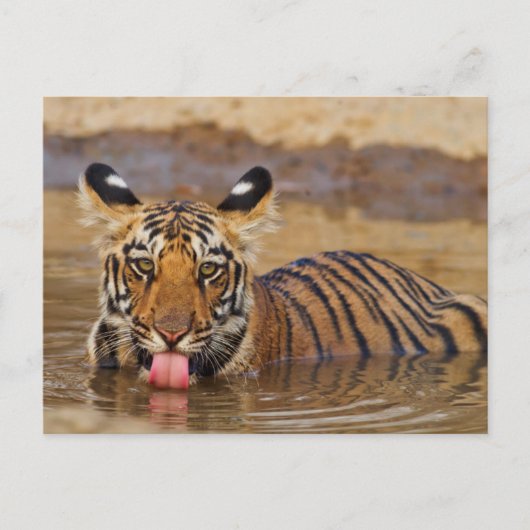 Royal Bengal Tiger cub, Drinking Water Postkarte (Vorderseite)