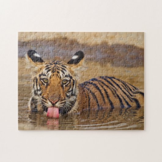 Royal Bengal Tiger cub, Drinking Water Puzzle (Horizontal)