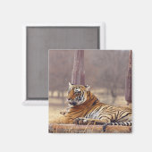 Royal Bengalisch Tiger an der Spitze, Magnet (Vorderseite/Rückseite)