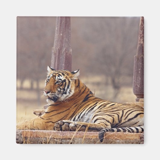Royal Bengalisch Tiger an der Spitze, Magnet (Vorne)