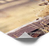 Royal Bengalisch Tiger an der Spitze, Poster (Ecke)