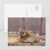 Royal Bengalisch Tiger an der Spitze, Postkarte (Vorne/Hinten)