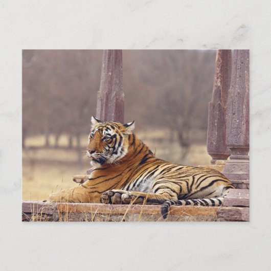 Royal Bengalisch Tiger an der Spitze, Postkarte (Vorderseite)