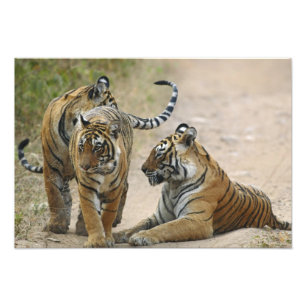Royal Bengalisch Tiger and young, Ranthambhor Fotodruck